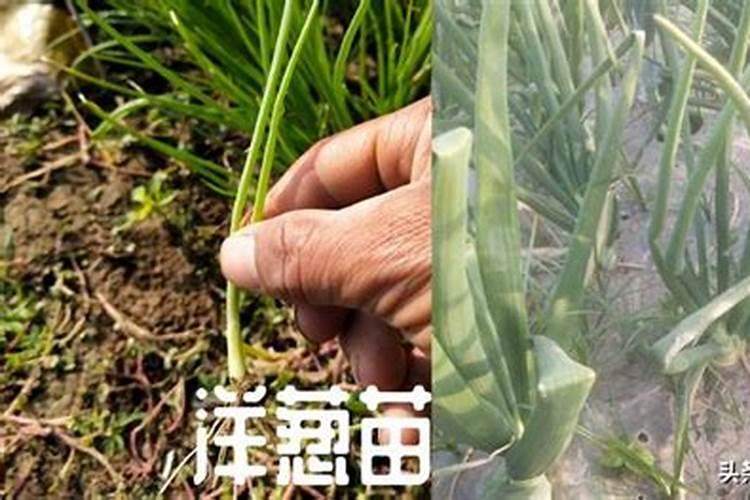 种洋葱用什么底肥好