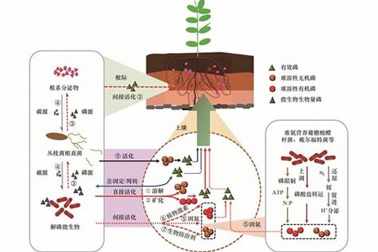 水溶性磷肥使用方法