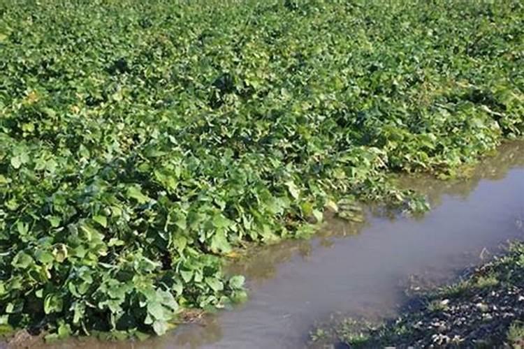 大豆叶面肥喷施注意事项 大豆怎么施肥好