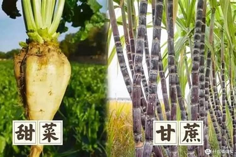 红糖当冲施肥怎么用