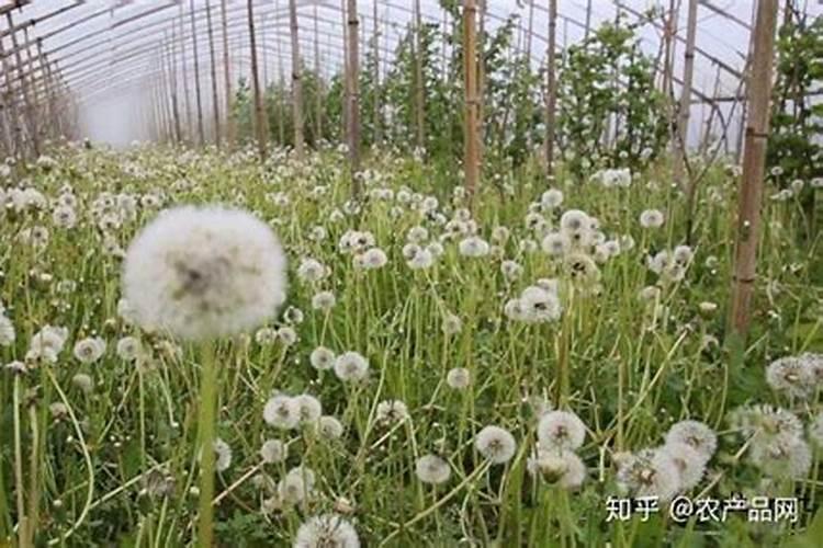 梧桐树下种的蔬菜能不能？