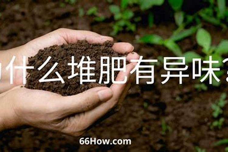 在阳台种菜最好的是用什么肥料