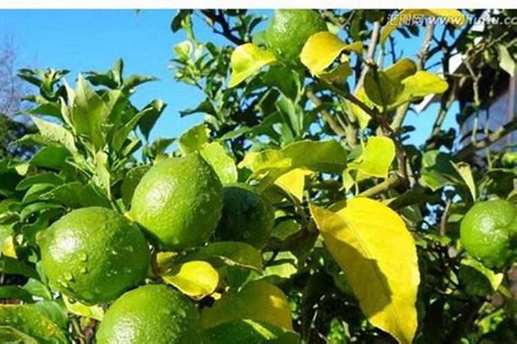 柠檬酸钛与柠檬酸螯合钛一样吗