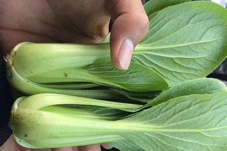 菠菜种子能拌芸苔素吗