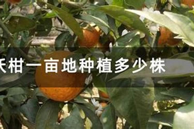 石林适合种植沃柑吗？
