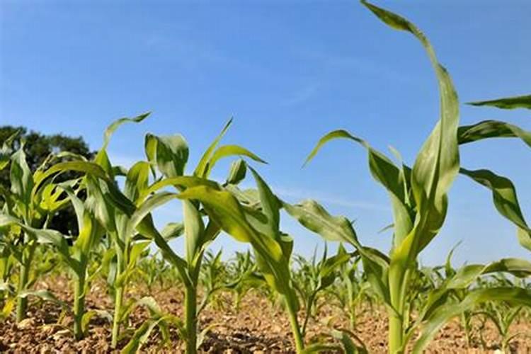玉米叶片发黄无光泽,是怎么回事？