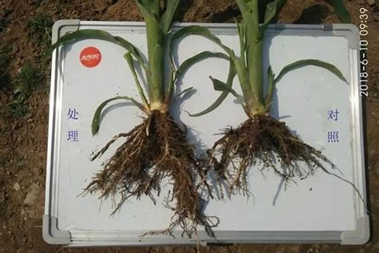 万物生叶面肥怎么样