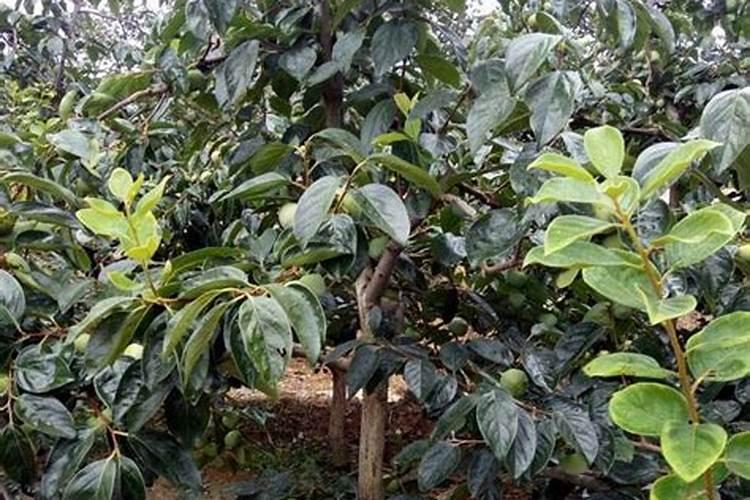 葡萄春季如何管理