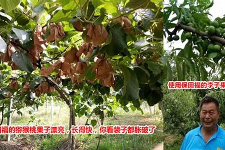 玉米的几个追肥时期