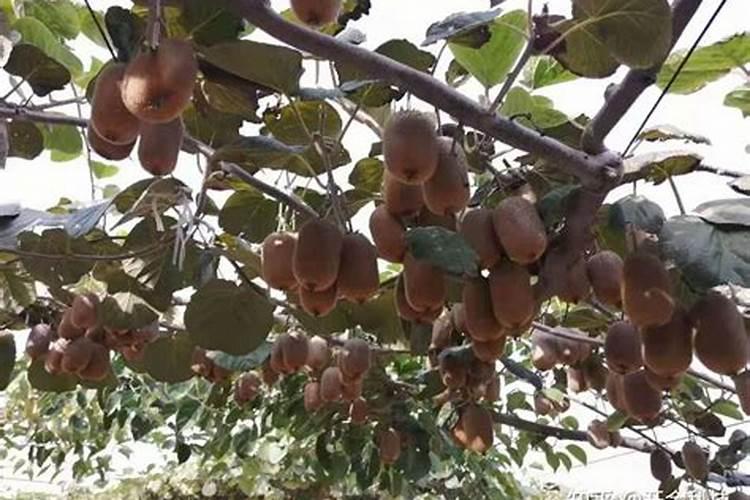 水蜡绿篱种植养护方案