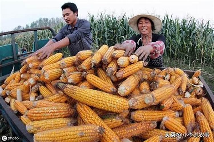 怎么能快速腐熟鸡粪做肥料不烧根