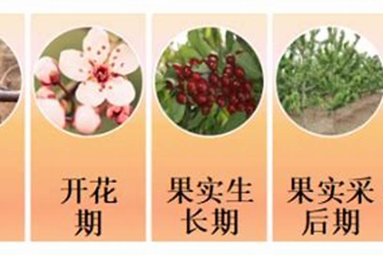 樱桃用什么肥料最合适而便宜(樱桃摘完及幼果期使用肥料)