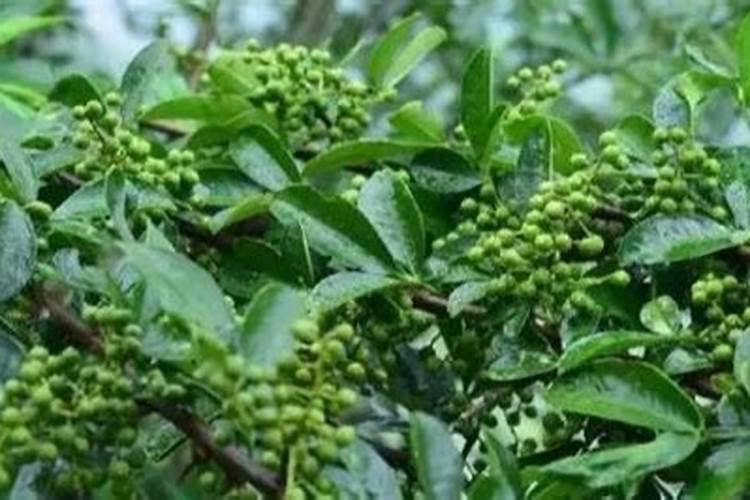 花椒树旱地水溶肥怎么施？