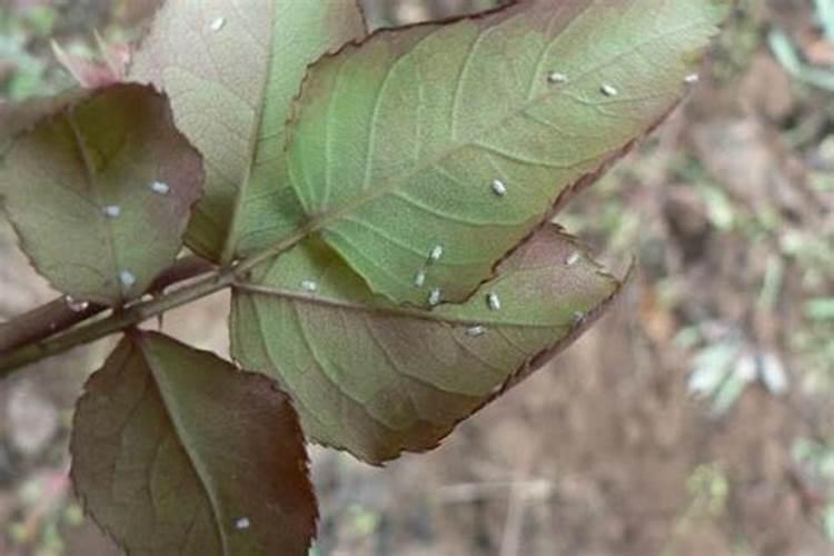 月季如何防虫害