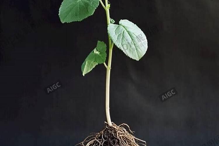 【每日一药】鱼精蛋白注射液