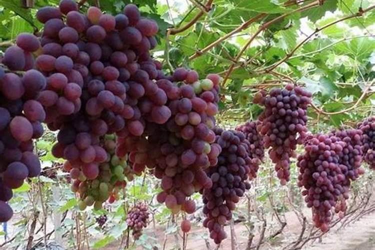 巨峰葡萄喷施什么叶面肥能提高坐果率？