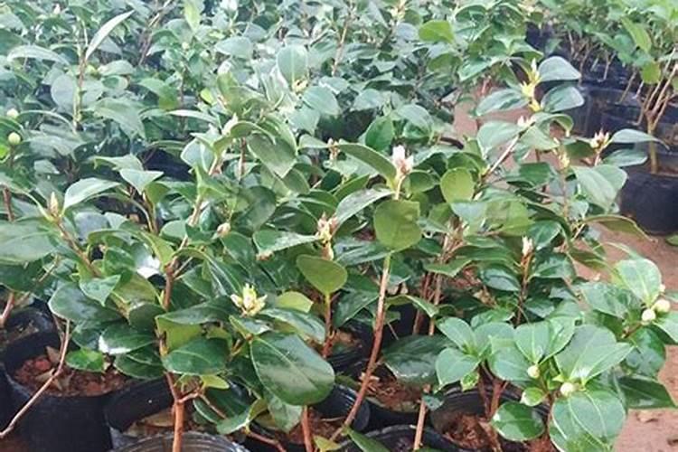 刚栽的茶花马上可以施叶面肥和定根粉吗？