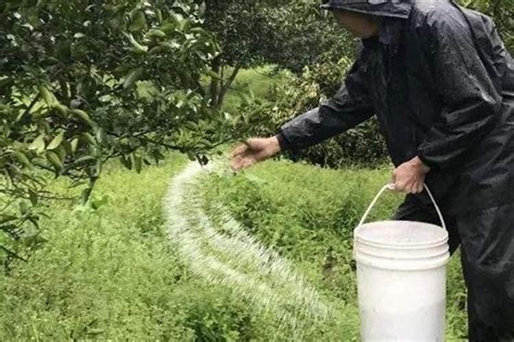 硼砂可以当硼肥用吗？为什么？