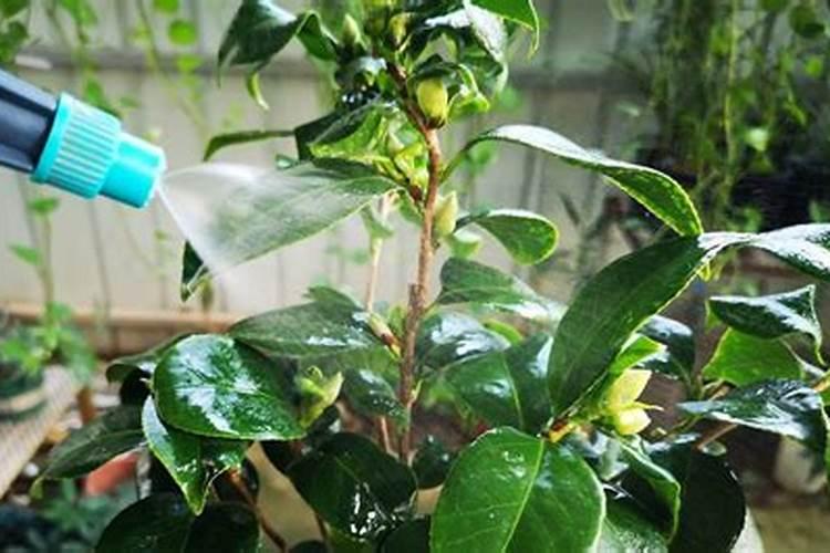 枇杷树如何施肥