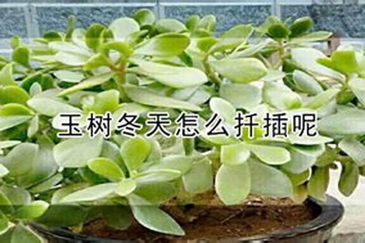 草莓各个时期的施肥方案 什么时候冲高磷肥