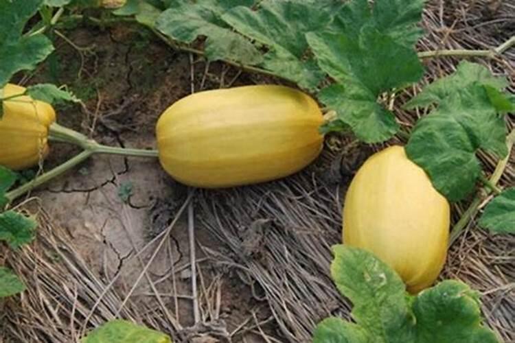 南瓜只长藤 瓜坐不住