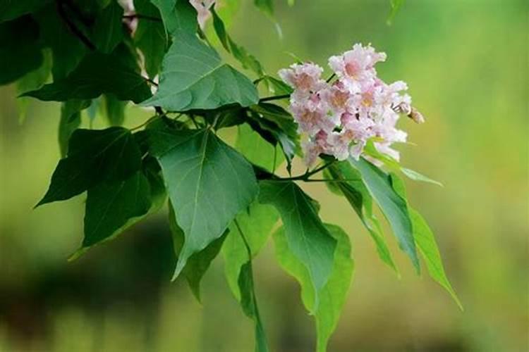 夏季高温,新栽大树怎样做好抑蒸腾？