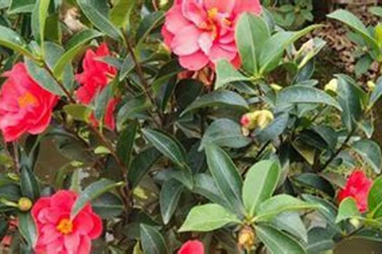 茶花花期能施什么肥 如何正确为它施肥