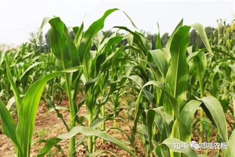 打玉米叶面肥用什么助剂好