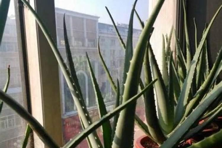 芦笋怎么种植方法