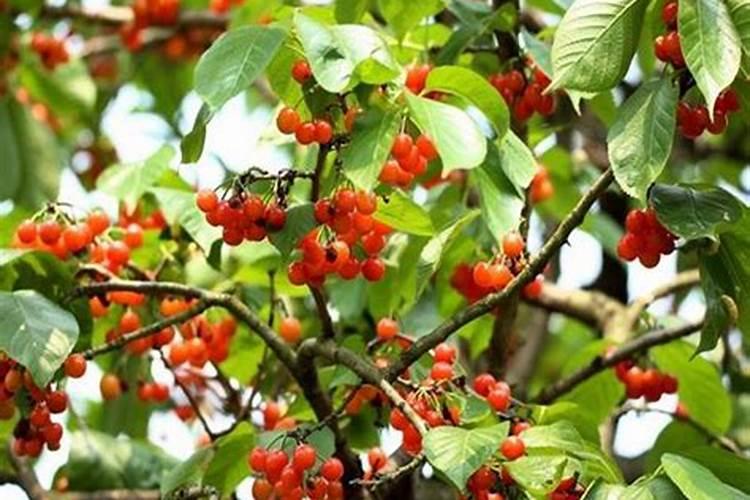 打玉米叶面肥用什么助剂好