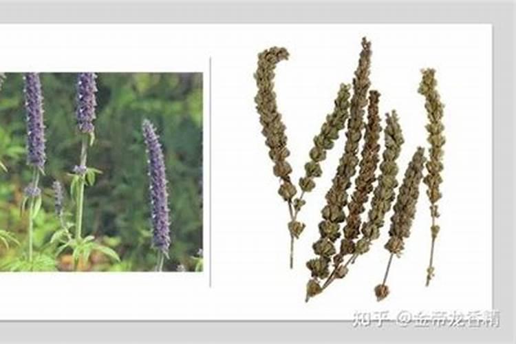 柑橘枝条下垂是什么原因