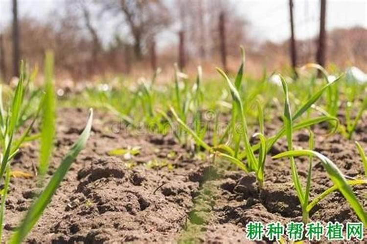 玉米追肥用什么肥料比较好