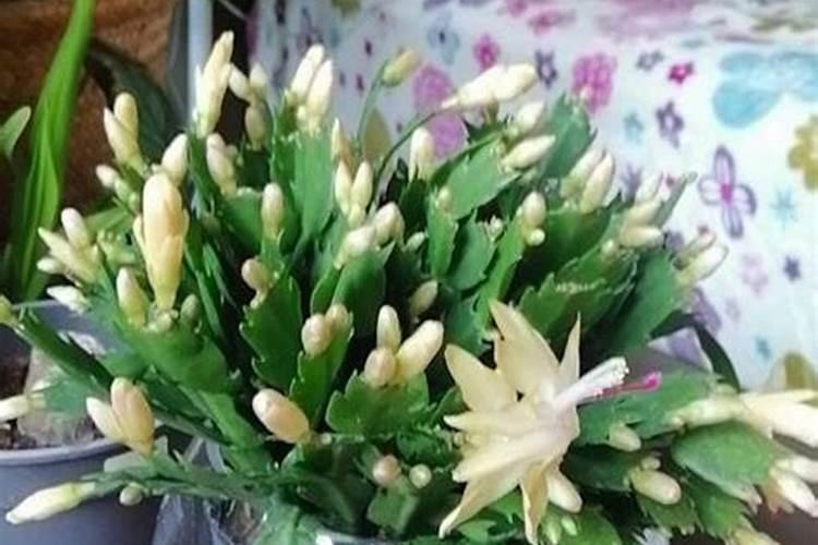 栀子花打苞能施肥吗