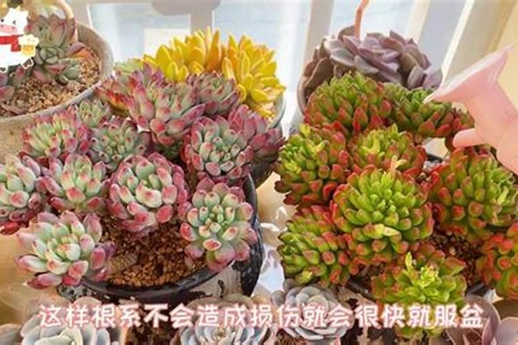 多肉上盆后多久可以施肥