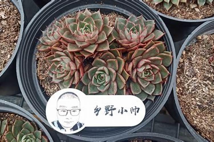 多肉上盆后多久可以施肥