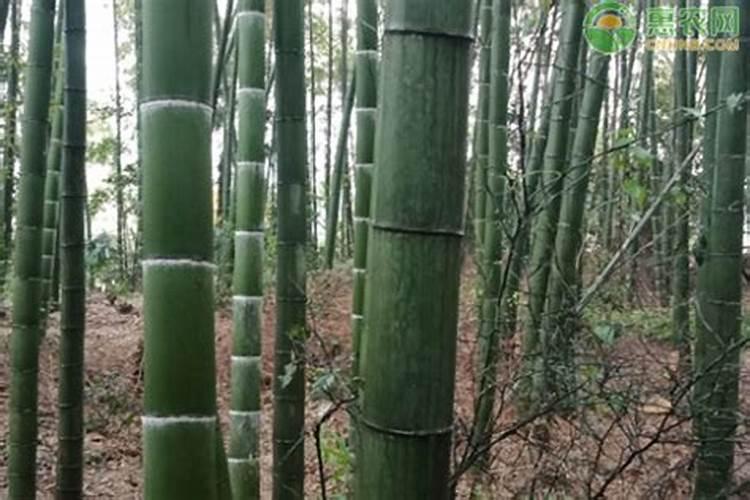 八角树什么时候开花？