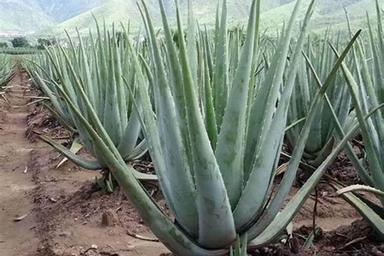 尿素适合哪些花施肥