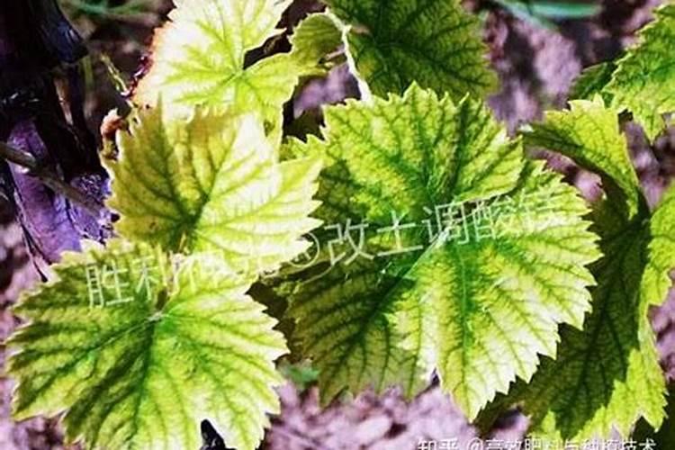 在缺镁的土壤上最宜施用哪种氮肥