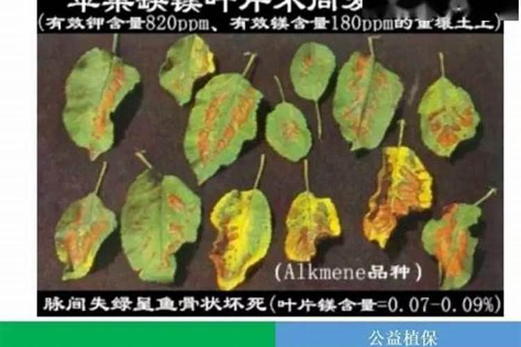 茄子缺镁不利于生长,茄子缺镁如何补救？