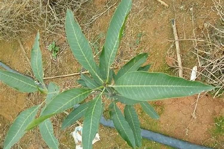 含镁的肥料有哪些