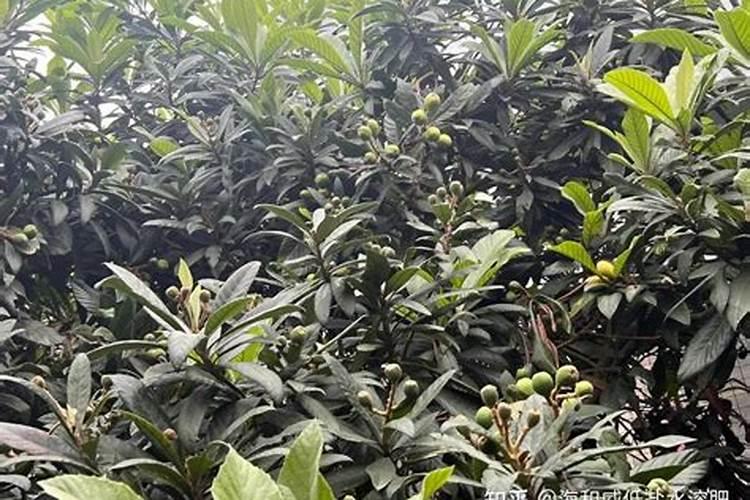 一斤水溶肥相当几斤复合肥？