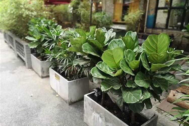 琴叶榕施肥方法及注意事项