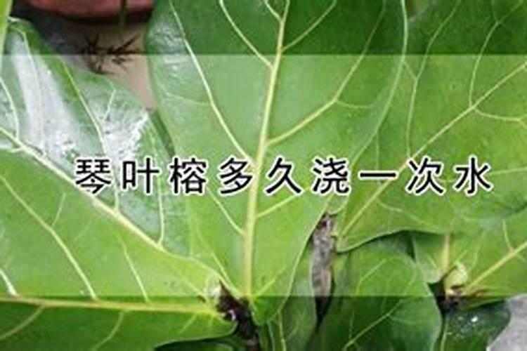 琴叶榕怎么施肥