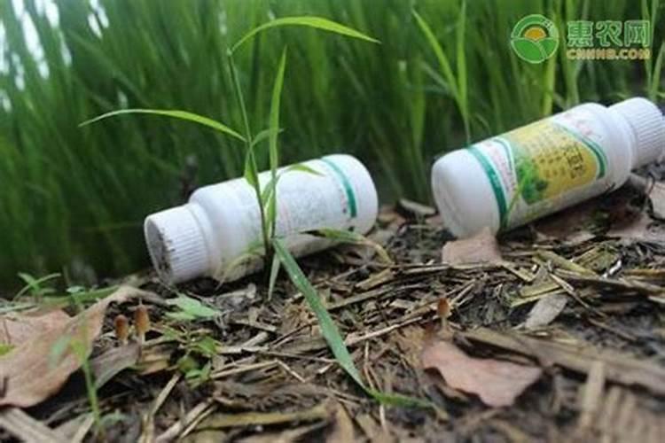 茶花施肥过多了怎么办