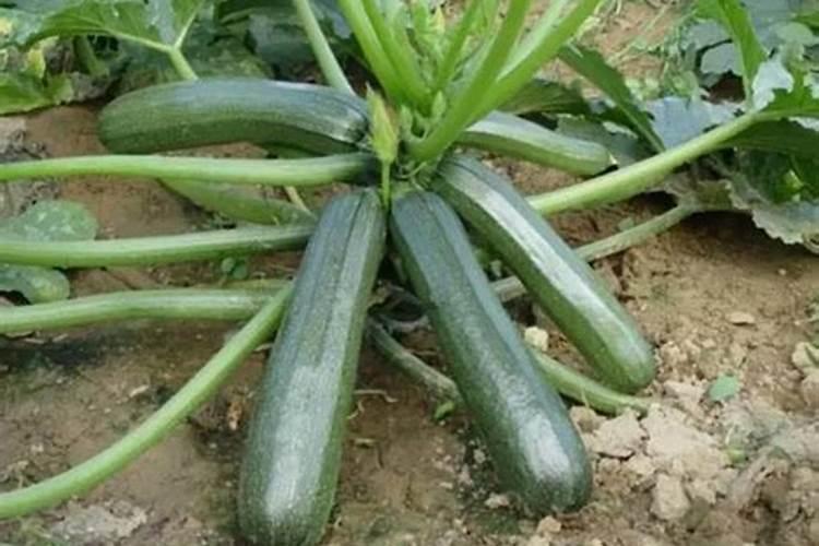 西葫芦肥料的禁忌 西葫芦需要什么肥料