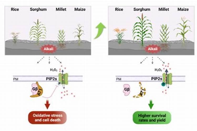 大田杜鹃能施硝基肥？