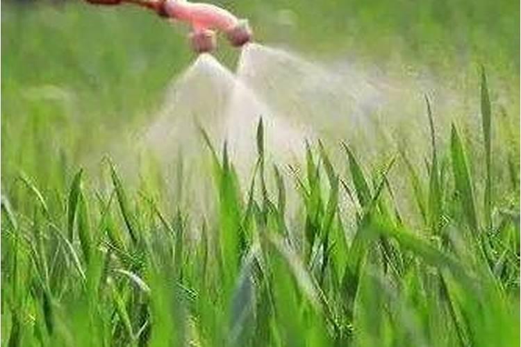 杀虫剂能和芸苔素一块打吗