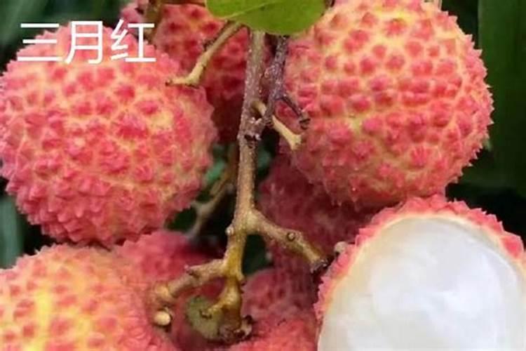 橘子树什么时候开放 桔子树如何施肥