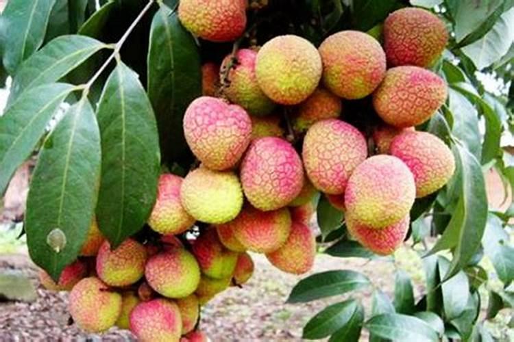 樱花的开花时间