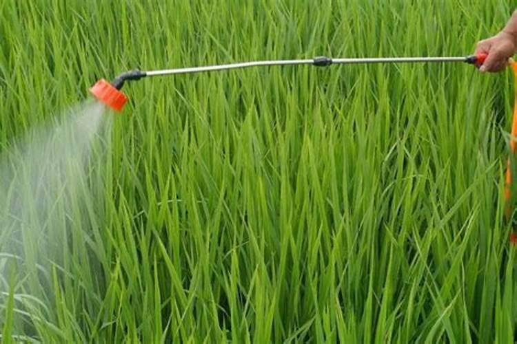 植物施肥用什么肥料好;家庭养花十大最好花肥